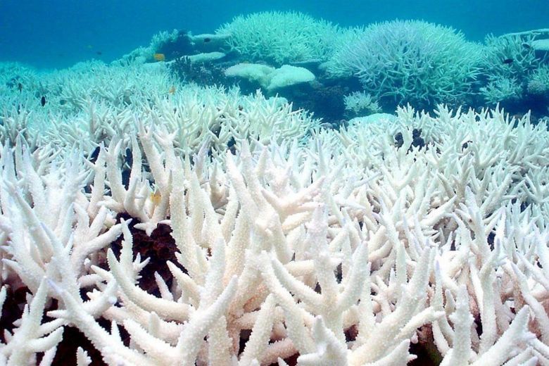 distesa di coralli affetti dal fenomeno del cos&igrave; detto 